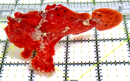Red Warty Angler RWA061403 WYSIWYG Size: L 4"