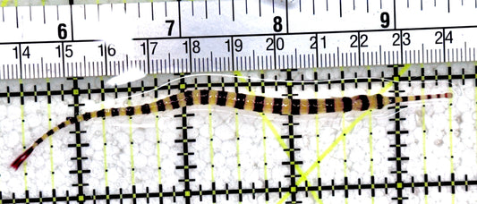 Banded Pipefish BP061401 WYSIWYG Size: 4.25"