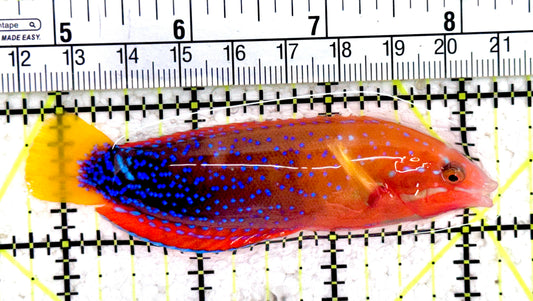 African Red Clown Coris Wrasse Adult ARCWA061401 WYSIWYG Size: S 3.5"