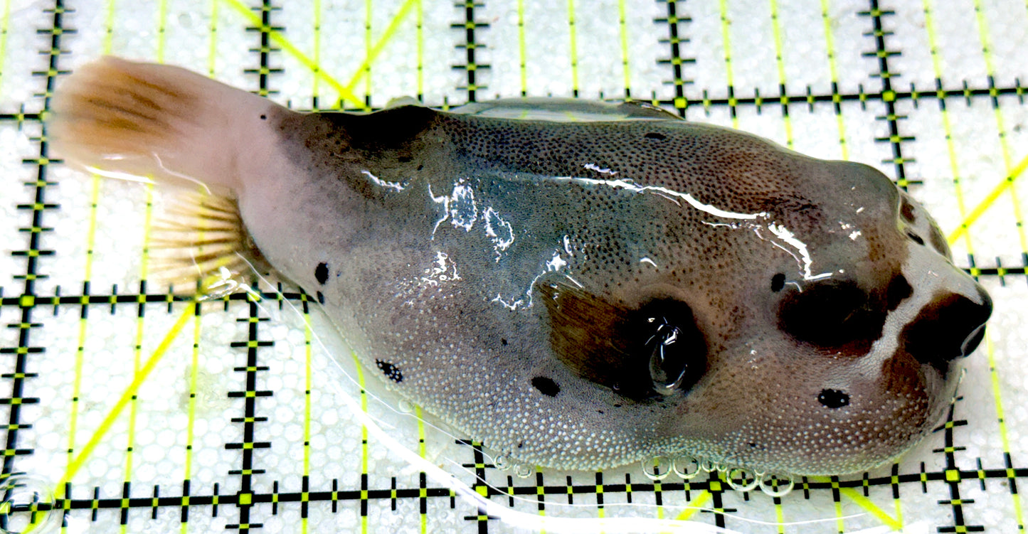 Dogface PufferFish DP050301 WYSIWYG Size: L 4.25"