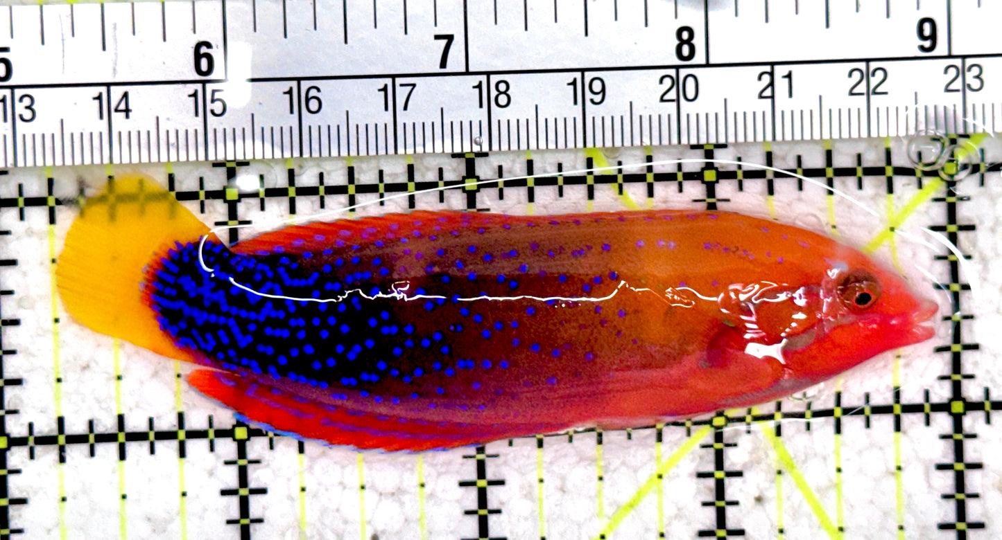 African Red Clown Coris Wrasse Adult ARCWA061402 WYSIWYG Size: S 3.75"