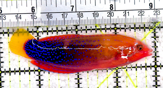 African Red Clown Coris Wrasse Adult ARCWA061402 WYSIWYG Size: S 3.75"