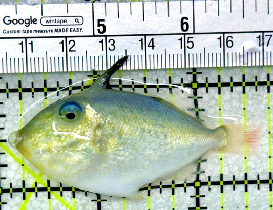 Goldenback Triggerfish GT050301 WYSIWYG Size: M Juvenile 2.5"