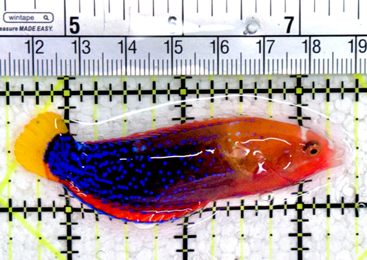 African Red Clown Coris Wrasse Adult ARCW061403 WYSIWYG Size: S 3"