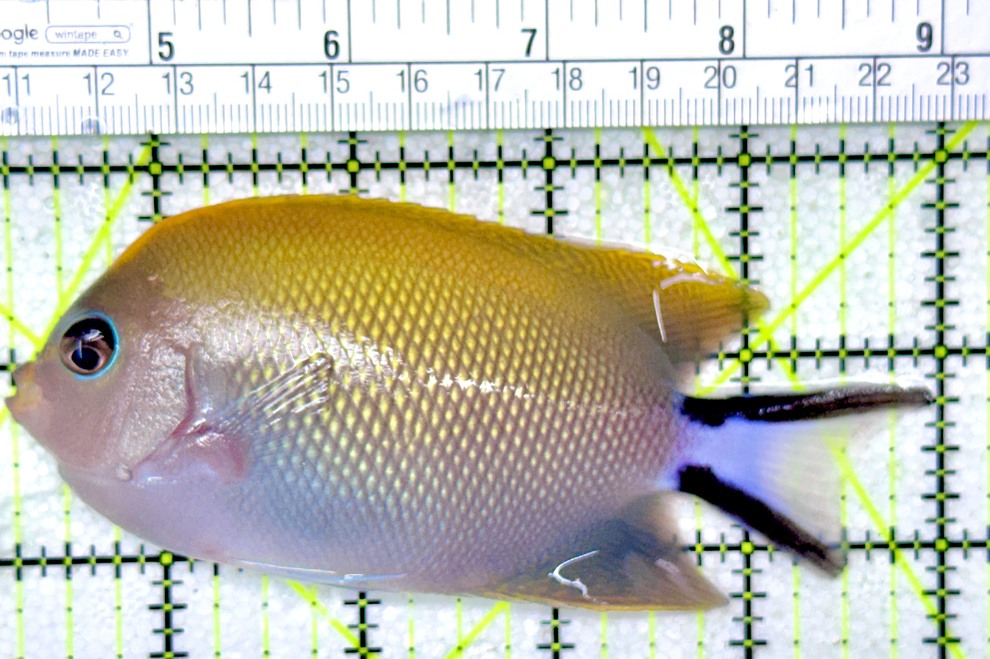 Swallowtail Angelfish Female (Reefsafe) SAF050301 WYSIWYG Size: XL 4.75"