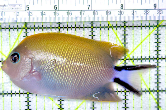 Swallowtail Angelfish Female (Reefsafe) SAF050301 WYSIWYG Size: XL 4.75"