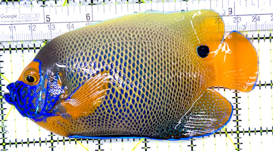Blueface Angelfish Adult (Sumatra Vibrant Colors) BAA050304 WYSIWYG Size: XL 5.5"