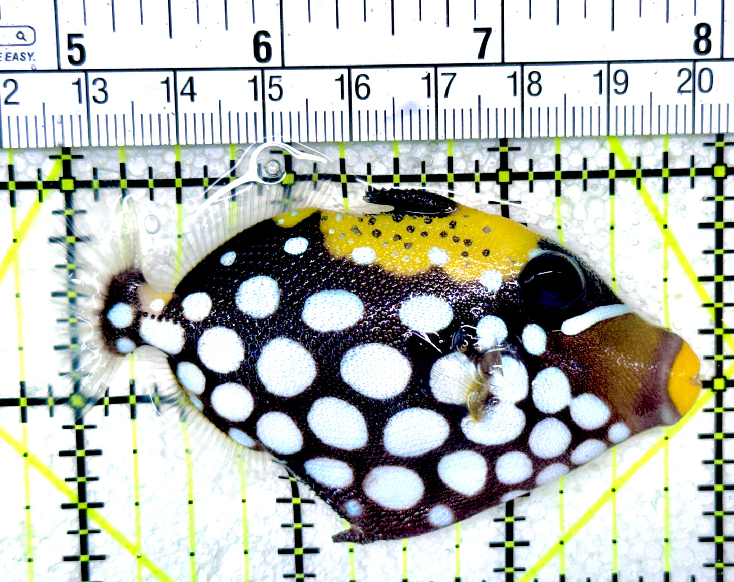 Clown Triggerfish CT050301 WYSIWYG Size: M 3.25"