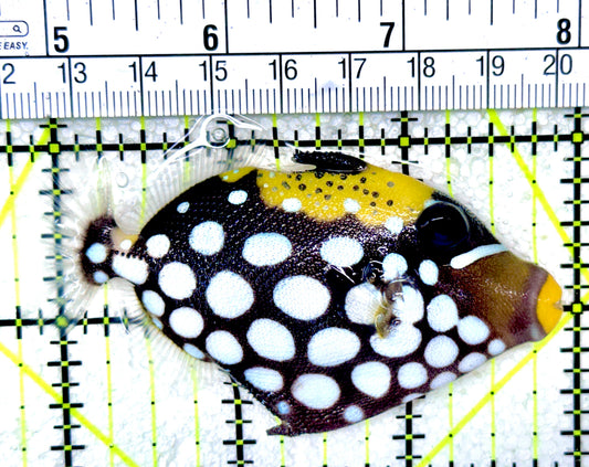 Clown Triggerfish CT050301 WYSIWYG Size: M 3.25"