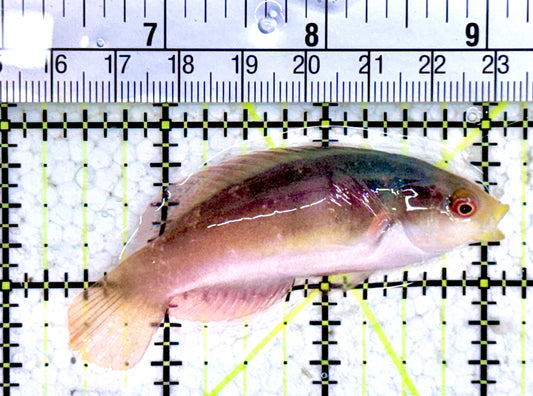 Scott's Fairy Wrasse SFW061401 WYSIWYG Size: M 2.75"