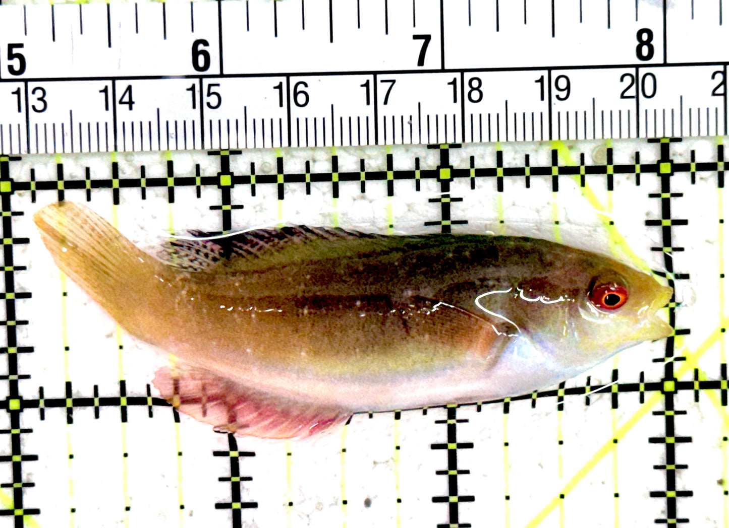 Scott's Fairy Wrasse SFW061402 WYSIWYG Size: M 3"