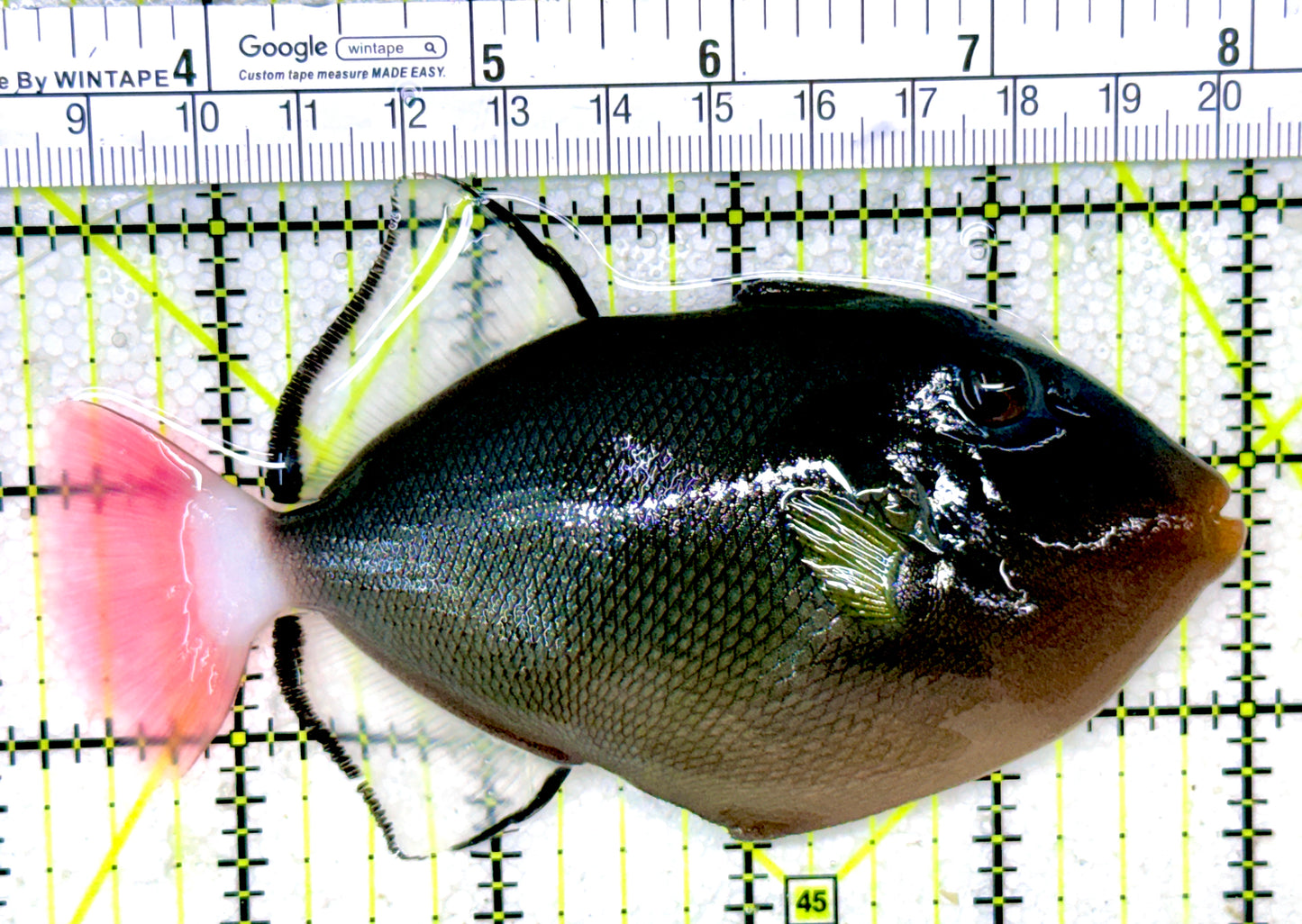 Pink Tail Triggerfish PTT050301 WYSIWYG Size: L 4.75"