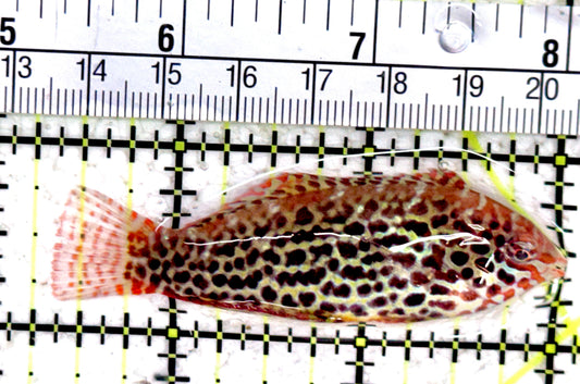 Meleagris Leopard Wrasse MLW061401 WYSIWYG Size: L 2.75"