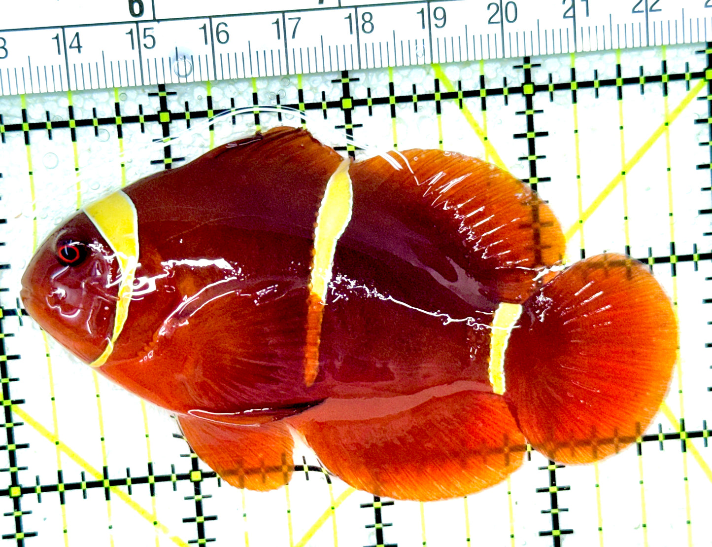 Gold Bar Maroon Clownfish Bali Grade A (Wild Caught) GBMC050301 WYSIWYG Size: L 3.75"