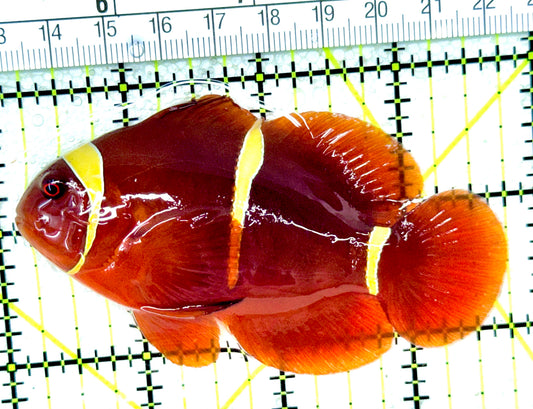 Gold Bar Maroon Clownfish Bali Grade A (Wild Caught) GBMC050301 WYSIWYG Size: L 3.75"