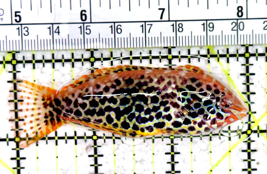 Meleagris Leopard Wrasse MLW061402 WYSIWYG Size: L 3"