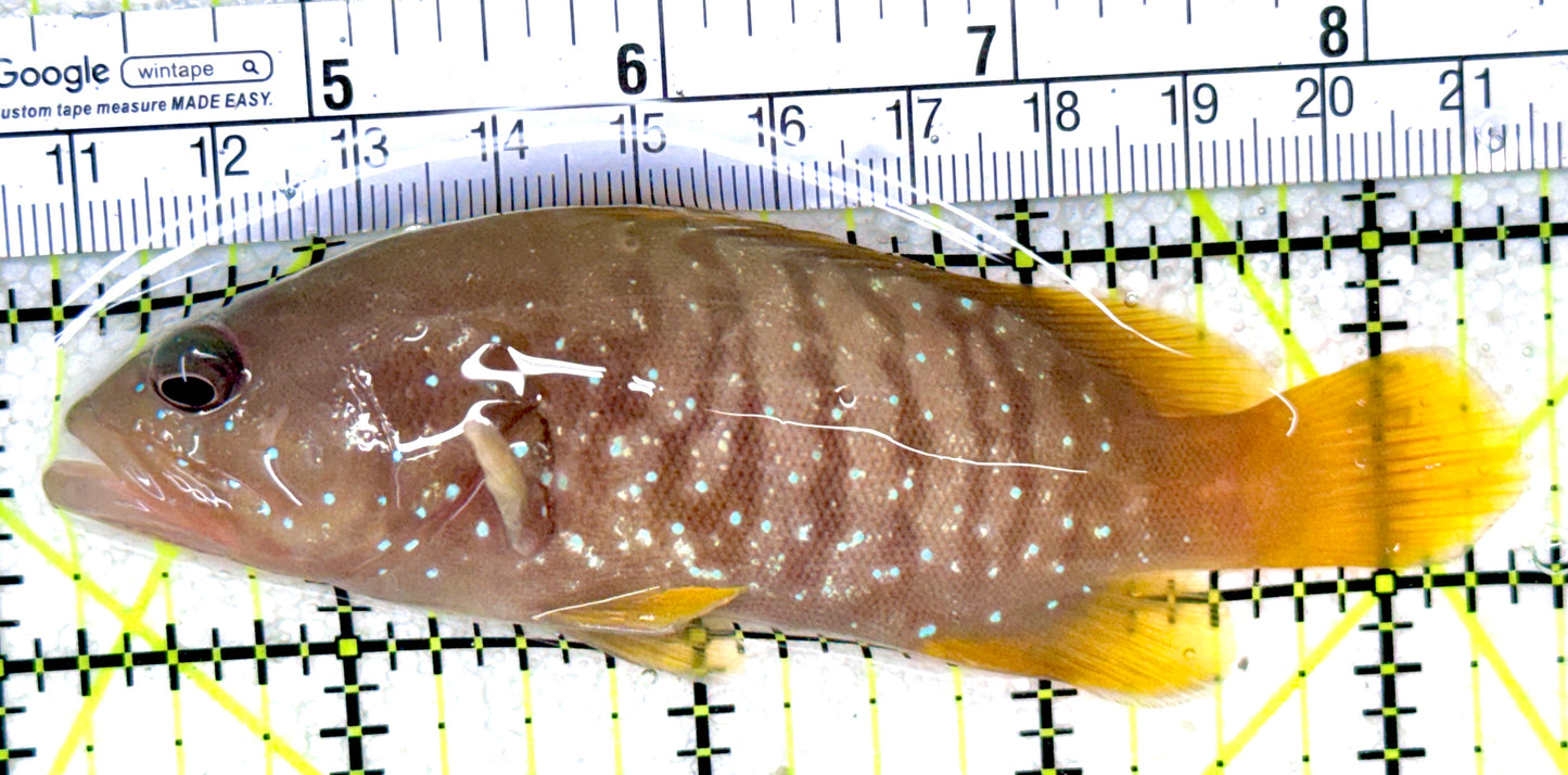 Chocolate Boenak Grouper CBG050301 WYSIWYG Size: L 4.25" Solomon Islands