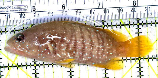 Chocolate Boenak Grouper CBG050301 WYSIWYG Size: L 4.25" Solomon Islands