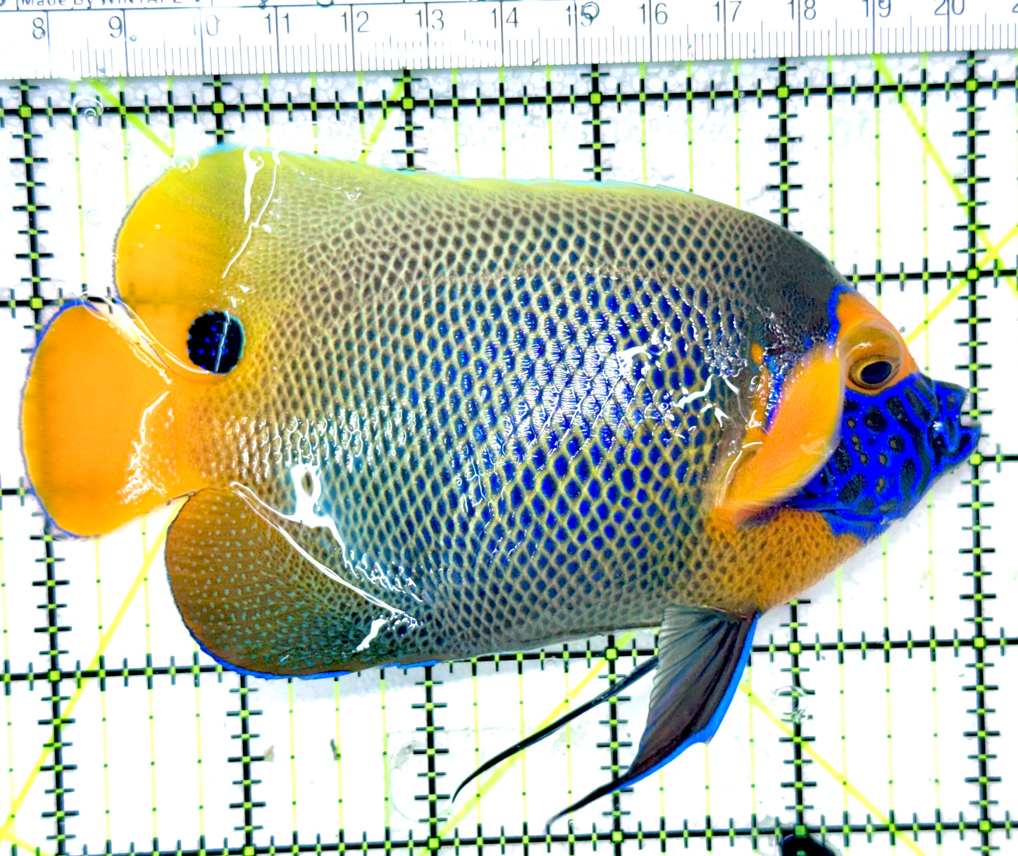 Blueface Angelfish Adult (Sumatra Vibrant Colors) BAA050303 WYSIWYG Size: L 5"