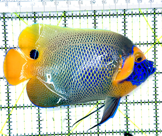 Blueface Angelfish Adult (Sumatra Vibrant Colors) BAA050303 WYSIWYG Size: L 5"