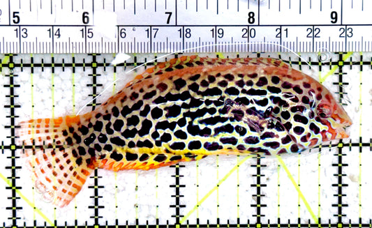 Meleagris Leopard Wrasse MLW061403 WYSIWYG Size: XL 4"