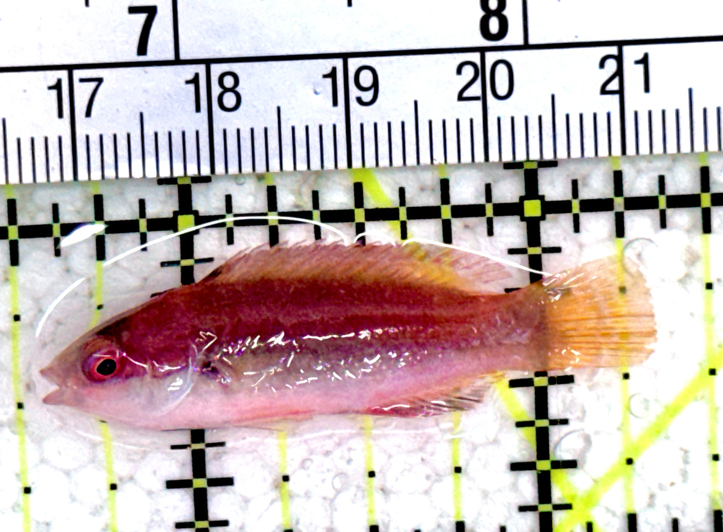 Scott's Fairy Wrasse SFW061404 WYSIWYG Size: S 1.75"
