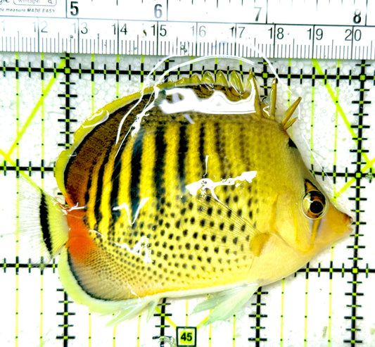 Punctato Butterflyfish PB050301 WYSIWYG Size: L 3.5”