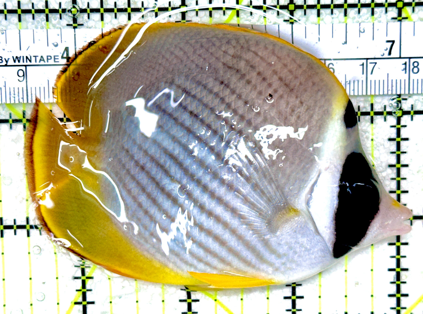 Philippine Panda Butterflyfish PPB050301 WYSIWYG Size: M 3.5"