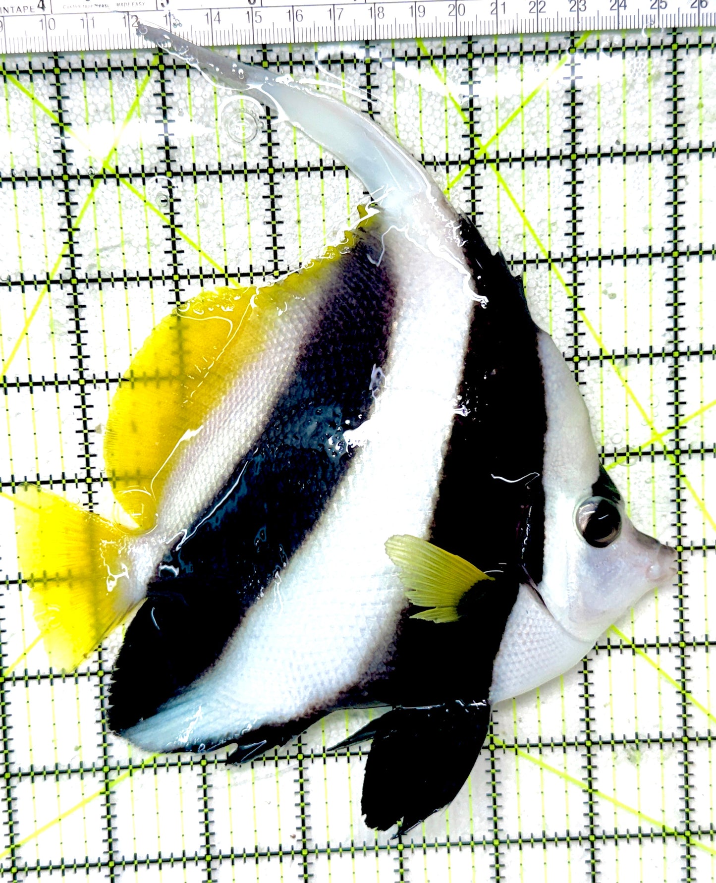 Heniochus Butterflyfish (Reef Safe) HB050302 WYSIWYG Size: XXL/SHOW 6.75"