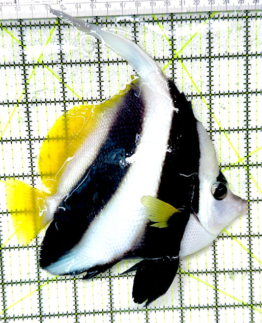 Heniochus Butterflyfish HB050302 WYSIWYG Size: XXL/SHOW 6.75"