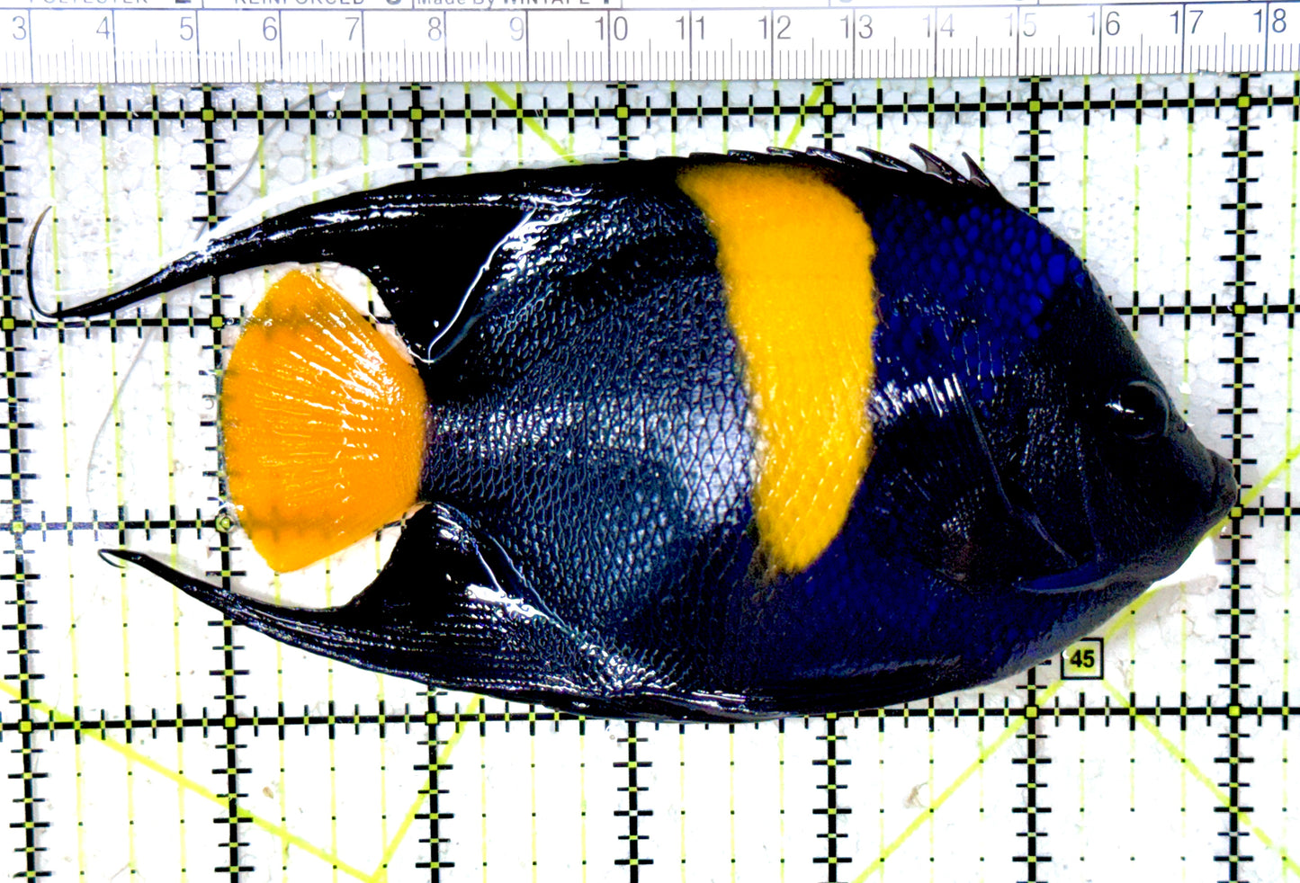 Asfur Angelfish AA061601 WYSIWYG Size L: 6" approx