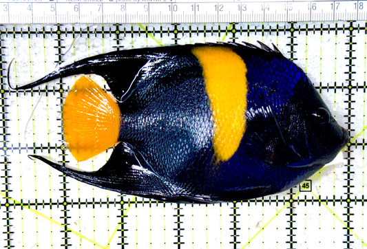Asfur Angelfish AA061601 WYSIWYG Size L: 6" approx