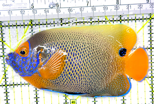 Blueface Angelfish Adult (Sumatra Vibrant Colors) BAA050305 WYSIWYG Size: L 5"