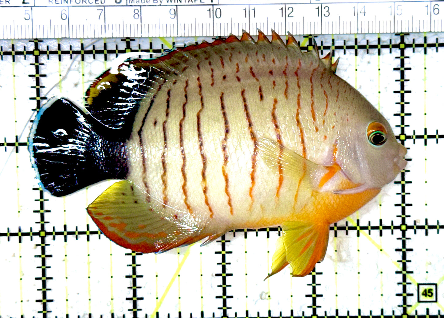 Eibli Angelfish EA061601 WYSIWYG Size: XXL 4" approx