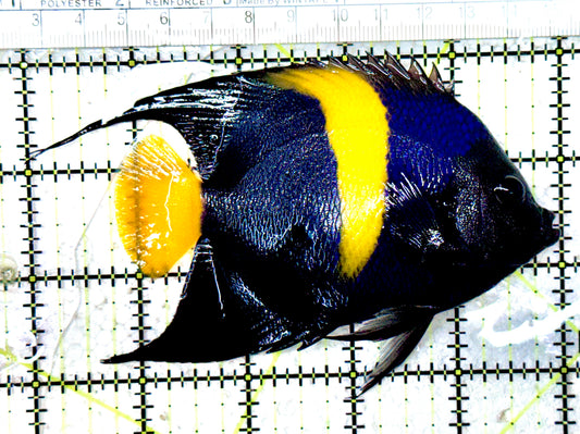 Asfur Angelfish AA061602 WYSIWYG Size L: 5" approx