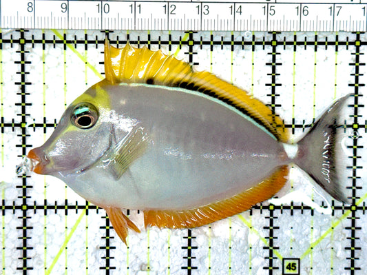 Blonde Naso Tang (Maldives Special Grade) BNT061601 WYSIWYG Size: SM  4" approx