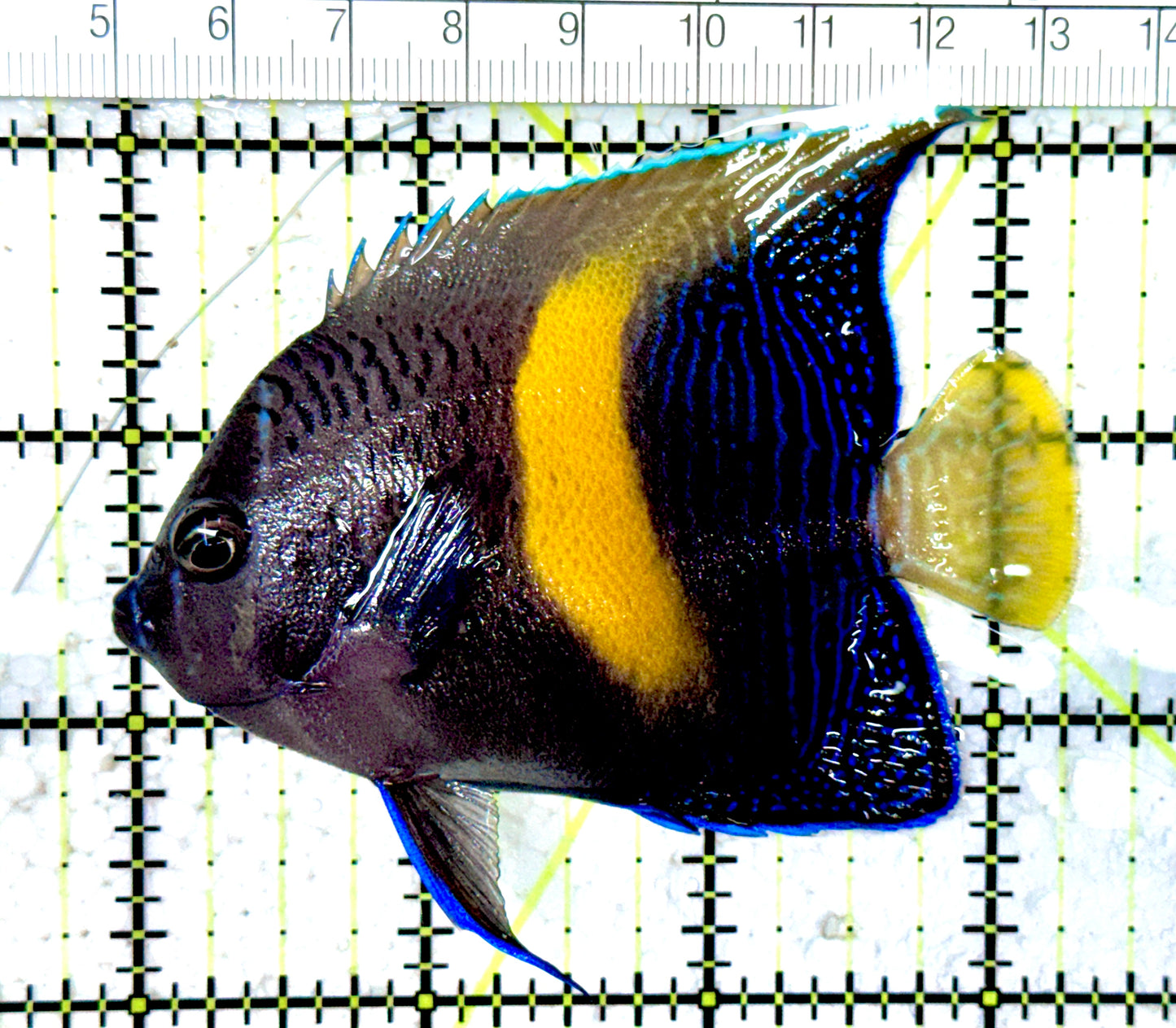 Asfur Angelfish AA061603 WYSIWYG Size M: 3.25" approx