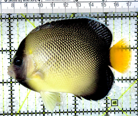 Cream Angelfish CA061601 WYSIWYG Size: ML 3.75" approx