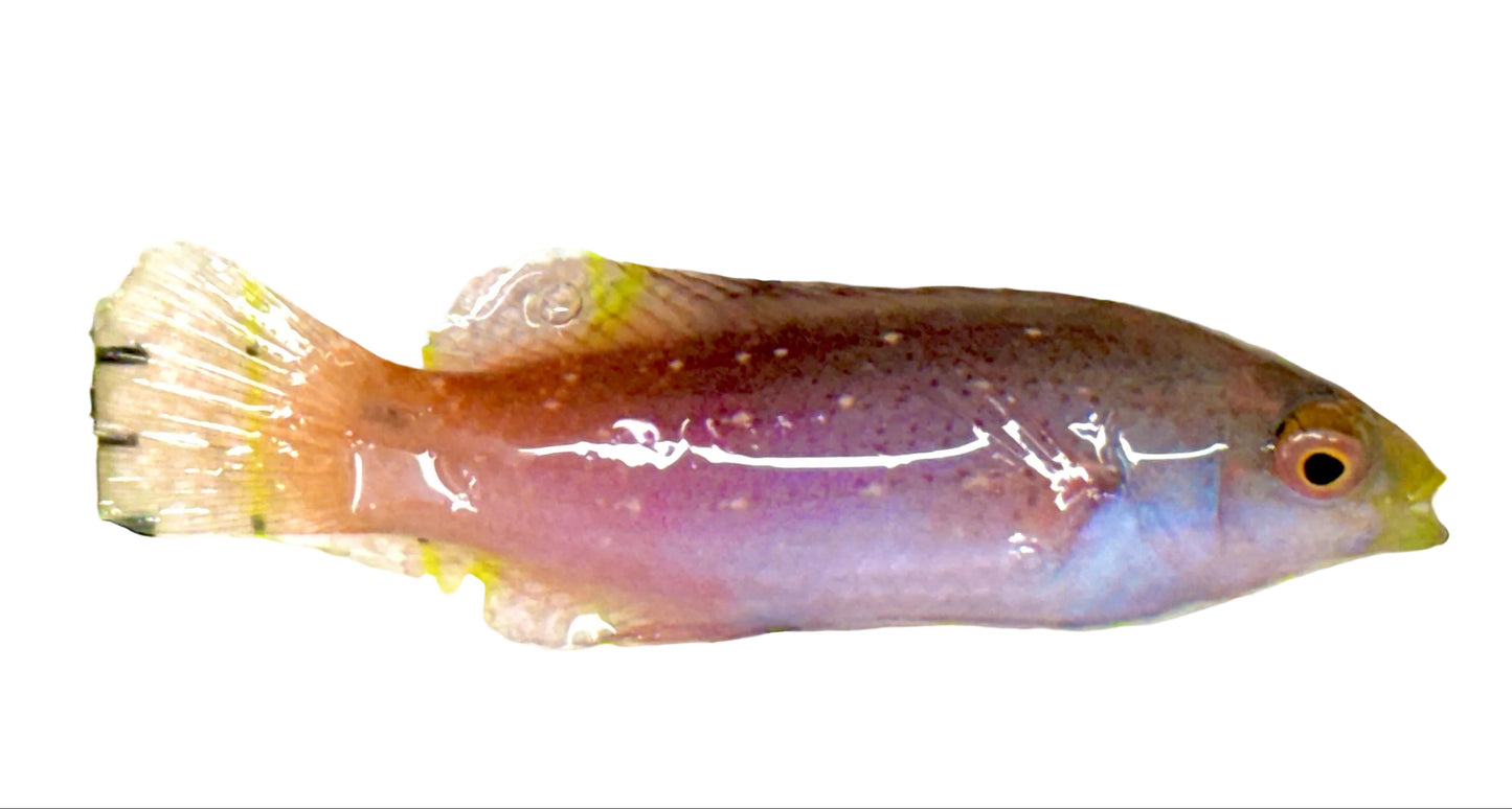 Red Parrot Wrasse Size: S 2" to 3"