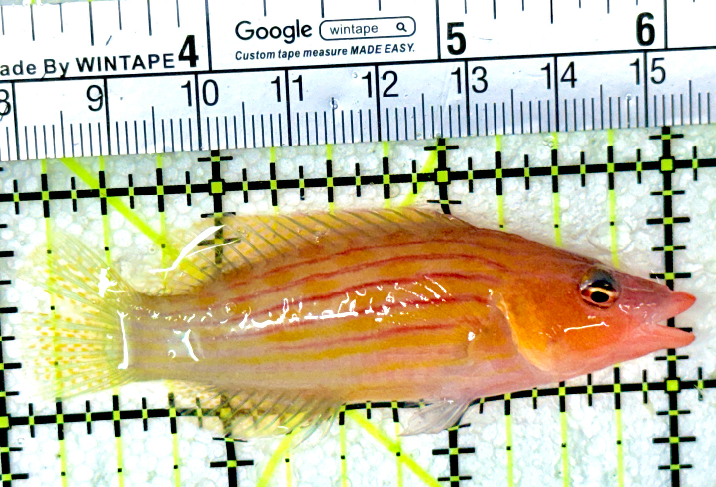 Eightline Wrasse EW050301 WYSIWYG Size: XL 3"