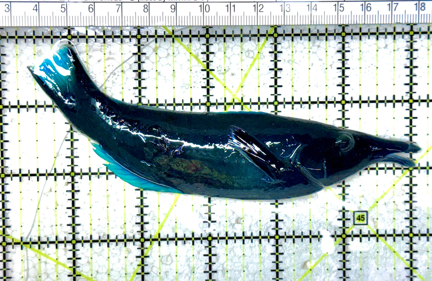 Green Bird Wrasse GBW061601 WYSIWYG Size: L 5.5" approx
