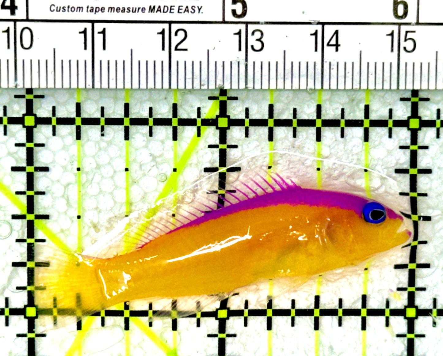 Diadem Dottyback DD050301 WYSIWYG Size: 2"