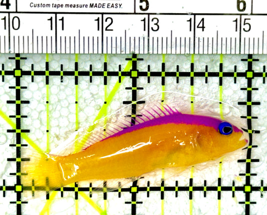 Diadem Dottyback DD050301 WYSIWYG Size: 2"