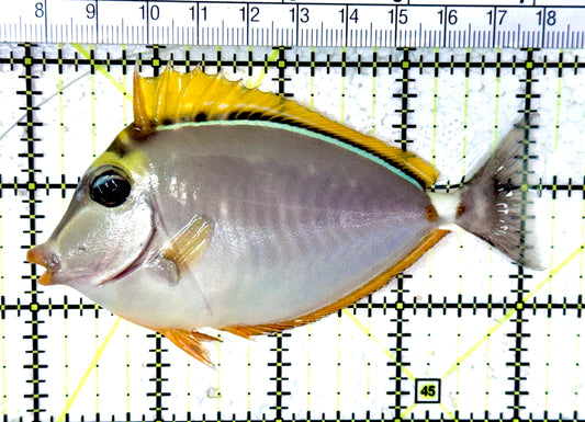 Blonde Naso Tang (Maldives Special Grade) BNT061602 WYSIWYG Size: M 4.25" approx