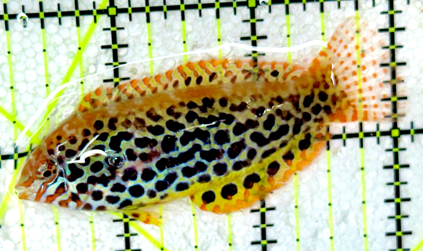 Meleagris Leopard Wrasse MLW050301 WYSIWYG Size: L 2.75"