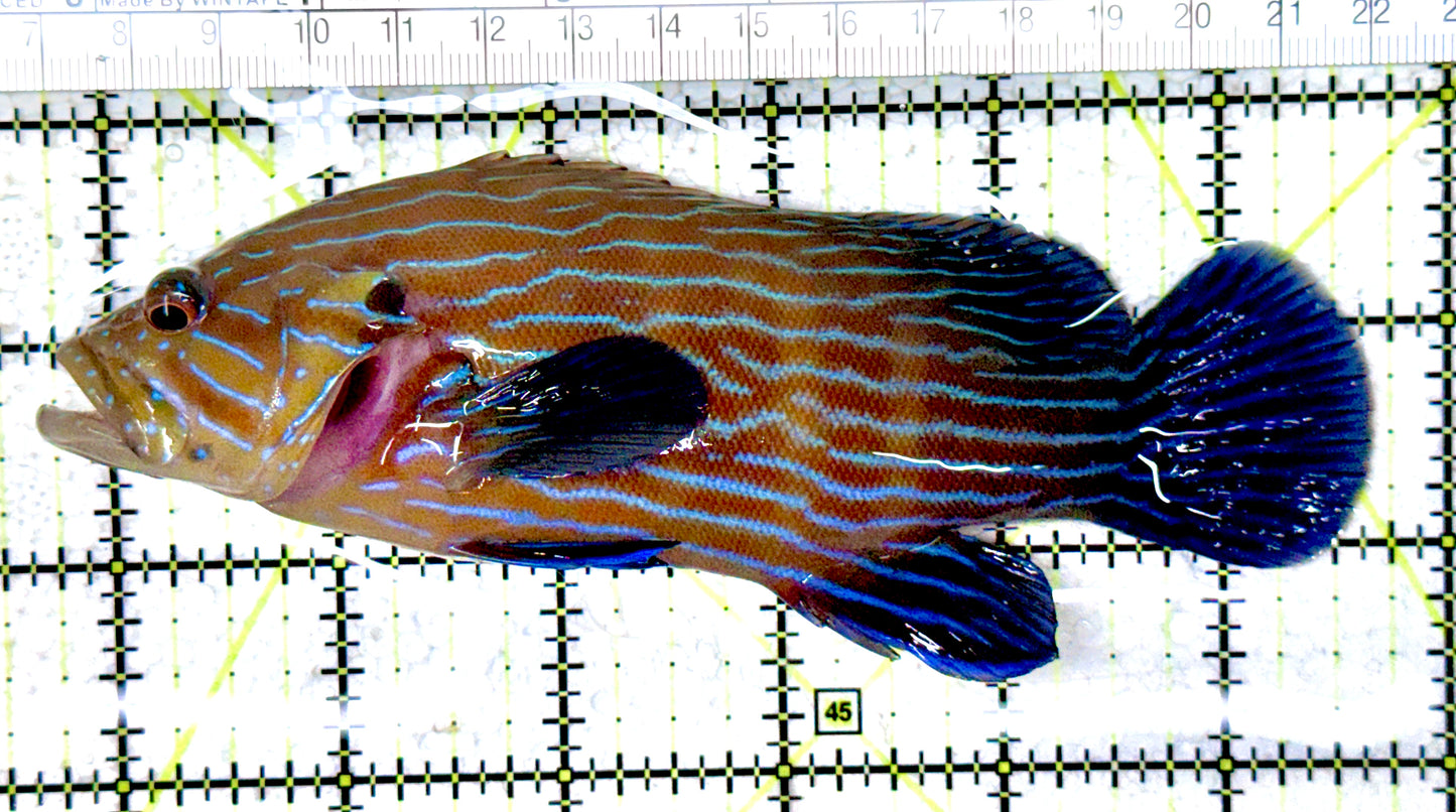 Blueline Grouper BG061601 WYSIWYG Size: XL  6" approx