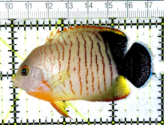 Eibli Angelfish EA061602 WYSIWYG Size: L 2.75" approx