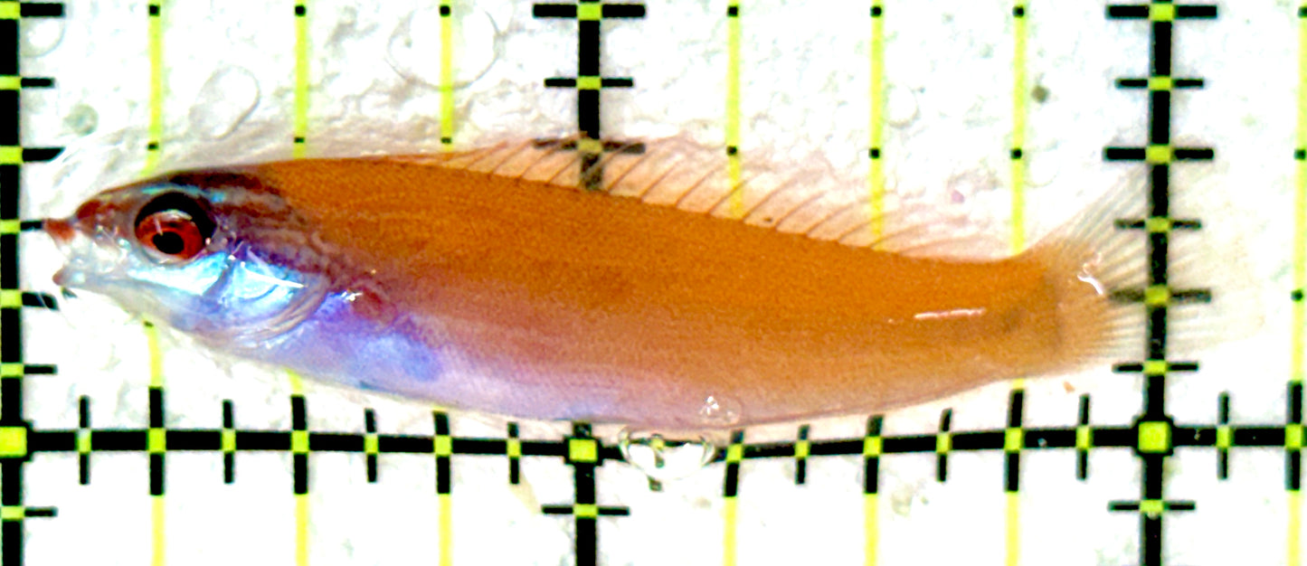Rare Redspot Wrasse RTW050501 WYSIWYG Size: S 2"