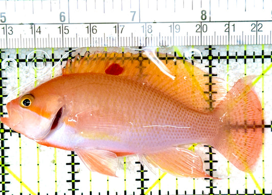 Luzon's Anthias LA050301 WYSIWYG Size: M 3.75"
