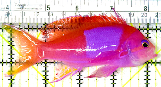 Squareback Anthias (Male) SAM050301 WYSIWYG Size: L 4.5"